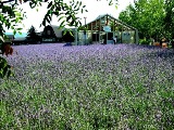 ラベンダー畑